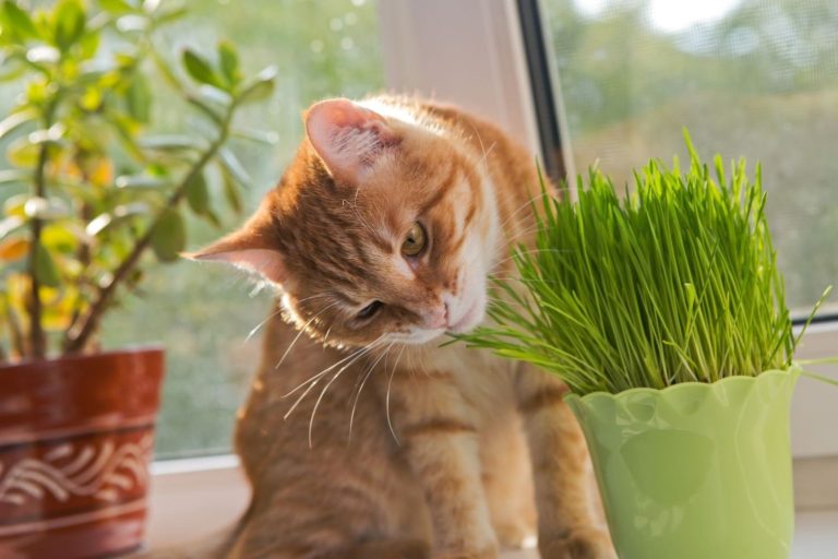 Simplify Cat-Safe Gardening: How to Use a Plant Identifier App