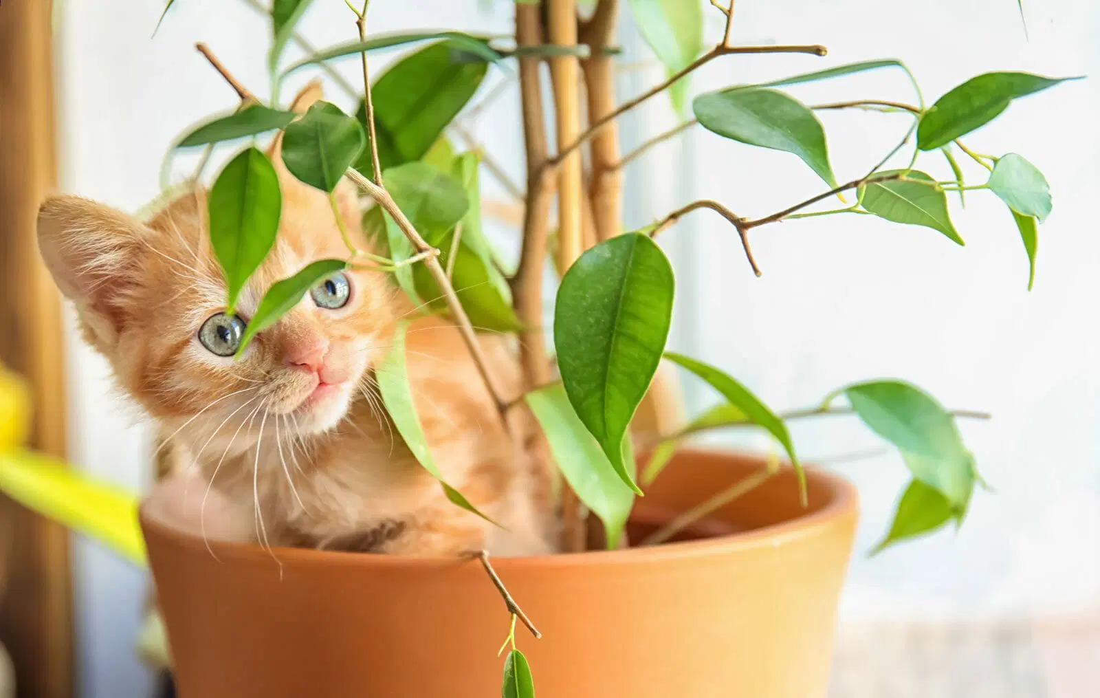 plants safe for cats